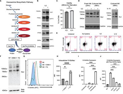 Inhibition of O-GlcNAcylation Decreases the Cytotoxic Function of Natural Killer Cells